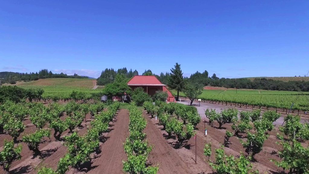 how-to-dry-farm-winegrapes-nalle-winery